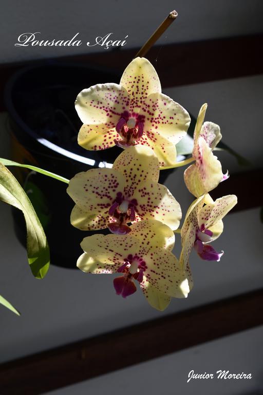 Pousada Acai 帕拉蒂 外观 照片